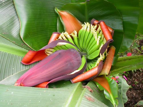 emerging banana inflorescence