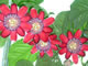 one of the most impressive passion flowers