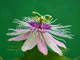 a weedy species of Passiflora