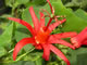 hummingbird pollinated passion flower