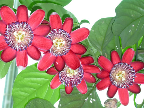 Passiflora alata flowers attract bees