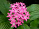 top tropical butterfly nectar plant