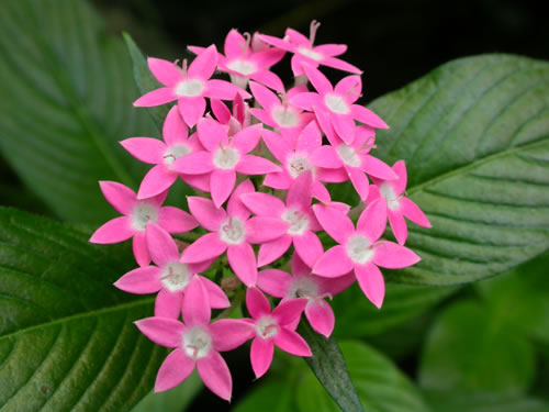 Pentas attracts tropical butterflies