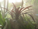 Bromeliads take water from the air