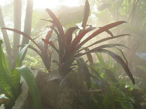 Bromeliads are specially adapted to living in trees